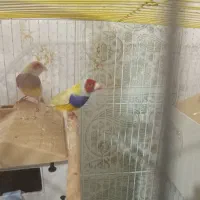 فنج گلدین  باقفس بزرگ|پرنده|آستانه اشرفیه, |دیوار