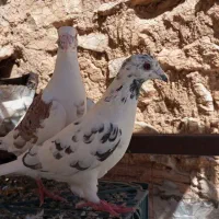 کبوتر|پرنده|جوانرود, |دیوار