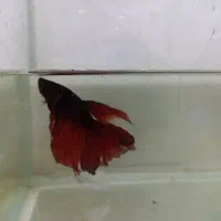 ماهی فایتر نر ماده پیش مولد و مولد