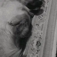 سگ خانگی گم شده|حیوانات|خوی, |دیوار