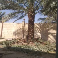شنو|خدمات باغبانی و درختکاری|بندر امام خمینی, |دیوار