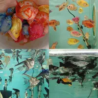 انواع اکواریوم و ماهی زینتی لوازم جانبی|ماهی|شیراز, شهرک گلستان|دیوار