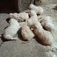 ماده شیتزو پا پنجتا بچه