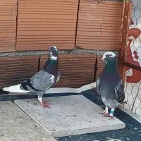 کبوتر پرشی|پرنده|ساری, |دیوار