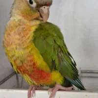 گمشده در آزادگان گرینچیک