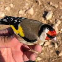 فروش انواع سهره و سهره قناری (جوجه،بالغ)|پرنده|تهران, اقدسیه|دیوار