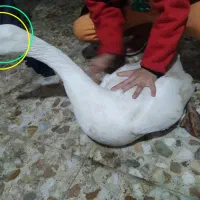 فروش تعدادی قاز محلی سالم وبزرگ