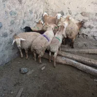 با سلام ۱۰ راس بره نر اوتاغ به علت نیاز