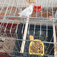 دو جفت عروس هلندی|پرنده|مرودشت, شهرک مهدیه|دیوار