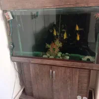 آکواریوم به همراه ماهی|ماهی|مشکین‌دشت, |دیوار