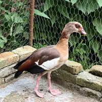 تک نر غاز مصری