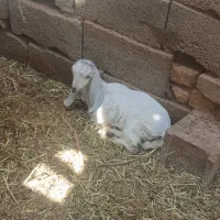 بز  دوقلو زا