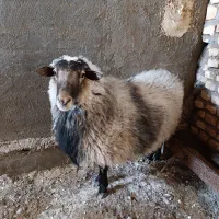 فروش شیشک رومانوف