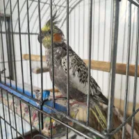 طوطی عروس هلندی و فنچ