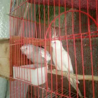 جفت مولد عروس هلندی