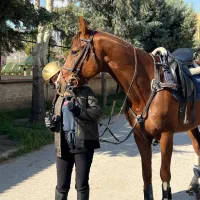 اسب ۶ ساله مخصوص سوارکاری حرفه ای با تکنیک پرش