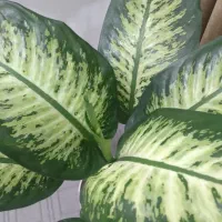 معاوضه|گل مصنوعی|مشهد, گلشور|دیوار