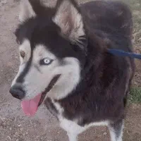 سگ هاسکی مالاموت|سگ|پاکدشت, پاکدشت (مامازند)|دیوار