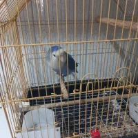 طوطی برزیلی کاملا دستی  نر