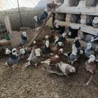 کبوتر شازده فوری