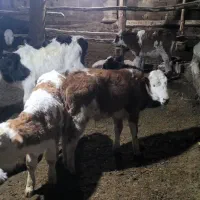 گوساله سیمینتال اصل