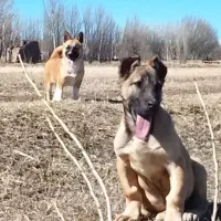 واگذاری توله سرابی