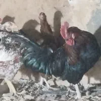 مرغ وخروس|حیوانات مزرعه|شیراز, نصرآباد|دیوار