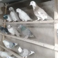 کفتر پرشی