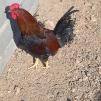 خروس سیاه چهل تاج