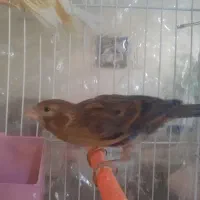 تعدادی قناری ماده و جوجه فائو|پرنده|مشهد, کوشش|دیوار