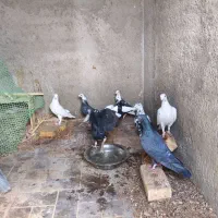 کفتر بزک سوسکی