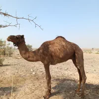 لوک یا شتر نر