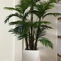 درختچه تنه دار