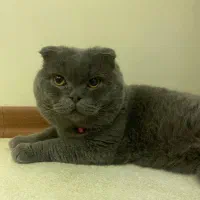 گربه نر اسکاتیش فولد بلو بالغ