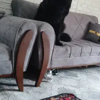 سگ ژرمن بلک شولاین|سگ|مشهد, حرم مطهر رضوی|دیوار