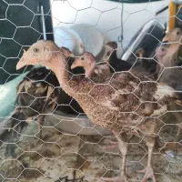 بوقلمون 75 روزه و 60 روزه