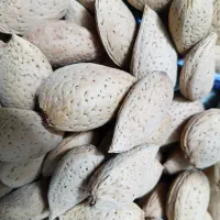 بادام درختی درشت درجه یک دیم