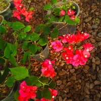 کالای منزل|کنسول، بازی ویدئویی و آنلاین|بروجرد, |دیوار