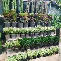 معاوضه مرغ عشق یا  گل با انواع طوطی راهب .گرینچیک