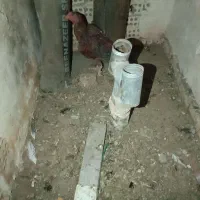 خروس|حیوانات مزرعه|تربت‌حیدریه, شهرک ولیعصر|دیوار