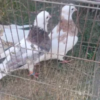 کبوتر طوقی