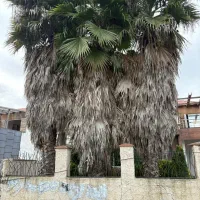 سه عدد درخت پالم بی نظیر