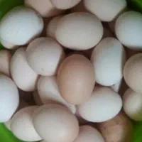 سلام  تخمرغ مینیاتوری پولک منظم مرغ خروس جوجه