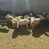 ۲۰ راس بره نر بومی دورگ|حیوانات مزرعه|سلفچگان, |دیوار