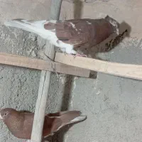 کبوتر|پرنده|قرچک, محمد آباد|دیوار