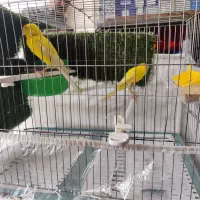 جفت قناری رسمی