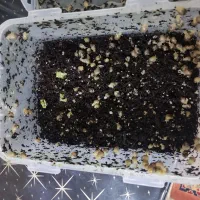 حلزون آچاتبنا