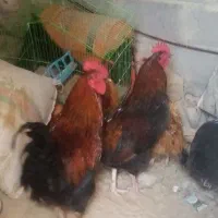 خروس|حیوانات مزرعه|شیروان (خراسان), |دیوار