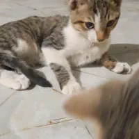 واگذاری رایگان