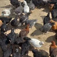 جوجه محلی مرغ و خروس ۷۵روزه
